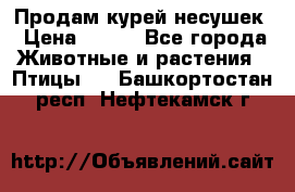 Продам курей несушек › Цена ­ 350 - Все города Животные и растения » Птицы   . Башкортостан респ.,Нефтекамск г.